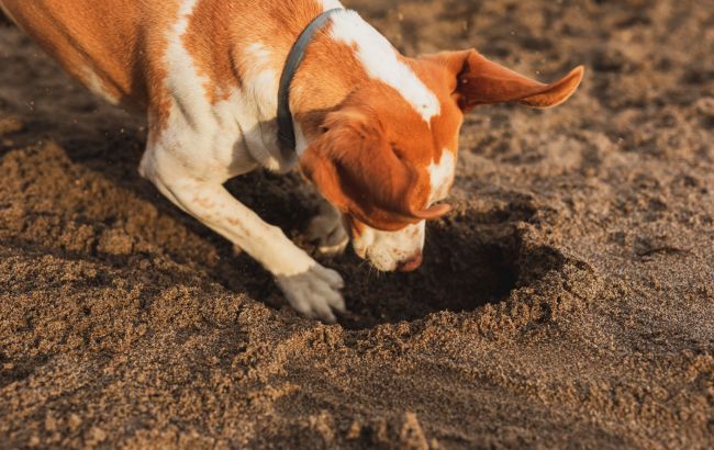 Чому собаки риють ями в землі та як відучити їх від такої звички