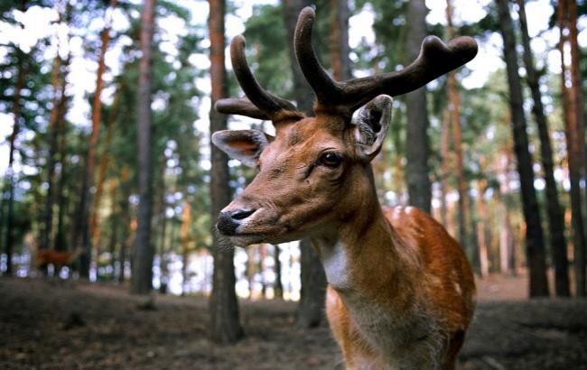 В городском парке Ужгорода поселились олени