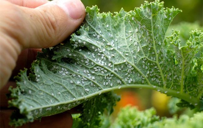 Як позбутися попелиці на рослинах: дієвий народний засіб