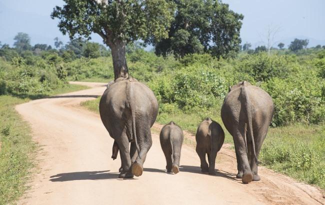 Названы 5 умных животных, которых часто недооценивают