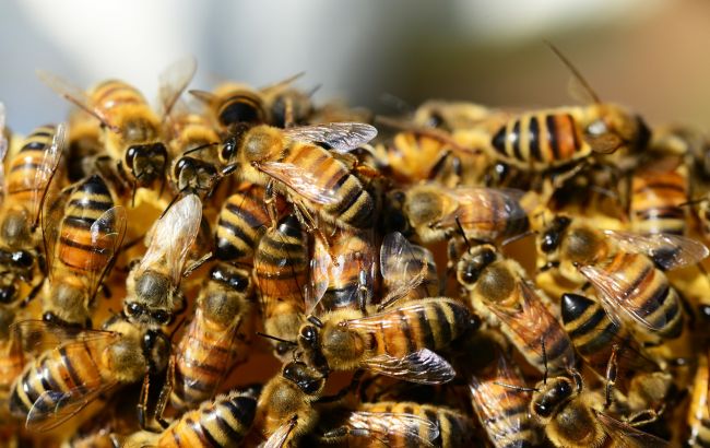 Под Херсоном пчелы обезвредили оккупантов. Троих покусали до смерти, - СМИ