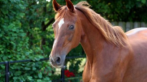 Українець вкрав коня, щоб поїхати до коханої