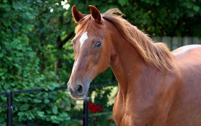 Украинец украл лошадь, чтобы поехать к любимой