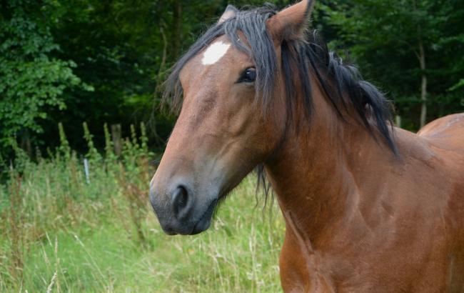 Хозяйка лошади рассказала, почему животное упало посреди Одессы