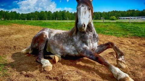 Бизнес на животных: в Одессе издеваются над лошадьми