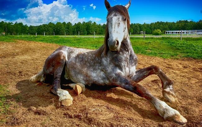 Бизнес на животных: в Одессе издеваются над лошадьми