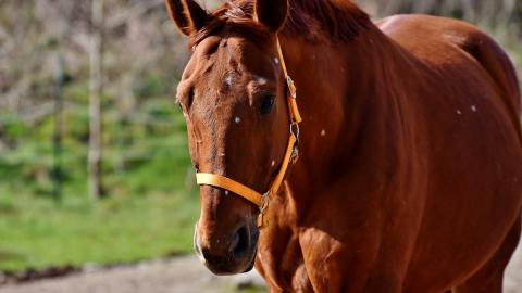 У Волинській області кінь вбив багатодітного батька