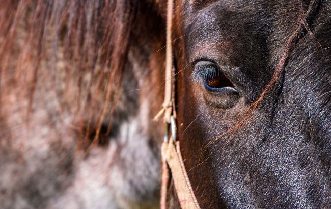 На популярному українському курорті коня перефарбували в зебру і змусили працювати в спеку