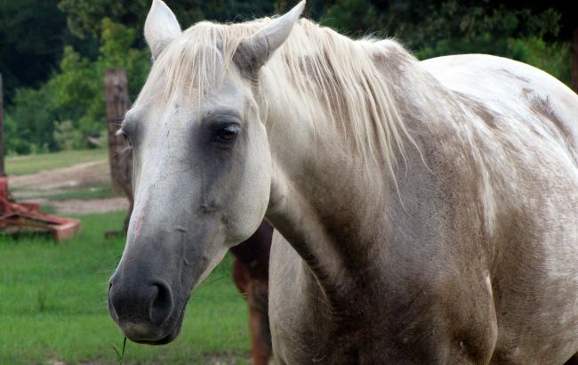 В Одессе туристов катает лошадь, которая недавно сломала ногу: в сети разразился скандал (видео)