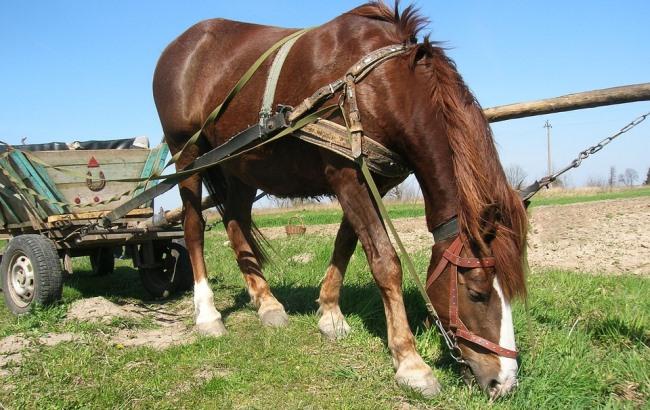 Украинцы везли в Беларусь контрабандное сало на коне