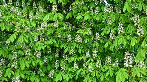 Весна влітку: у Києві знову зацвіли каштани (фото)