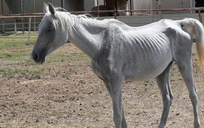 В Киеве на территории конно-спортивного клуба животных морят голодом (видео)