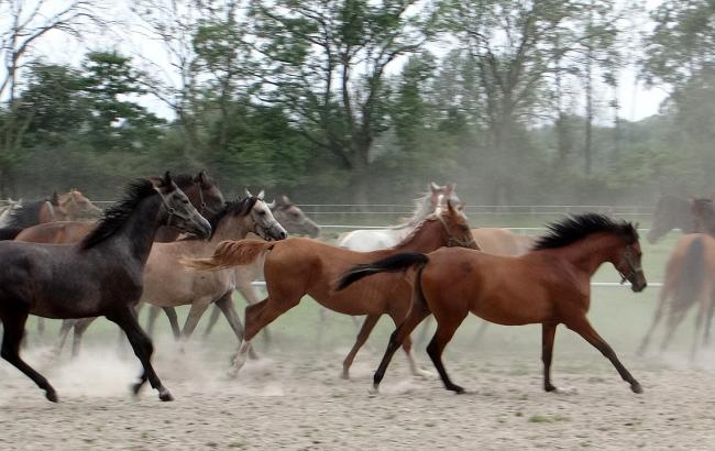 Под Киевом погибли лошади в результате пожара в конюшне