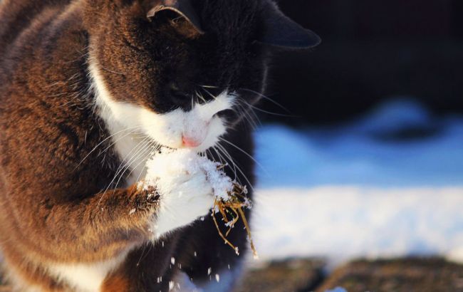 Погода на сегодня: на западе Украины снег с дождем, температура до +8