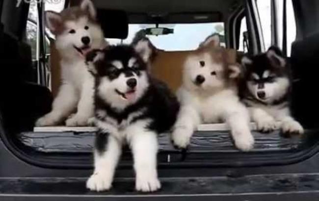 Производственная гимнастика с малышами-маламутами