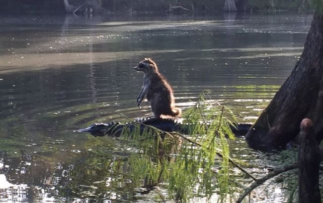 В США енот прокатился на аллигаторе