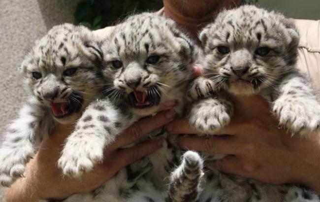 В Николаевском зоопарке родилось сразу три снежных барса
