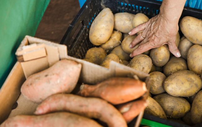 В Україні змінили вимоги до якості картоплі: як вибрати "правильні" овочі в магазині і на ринку
