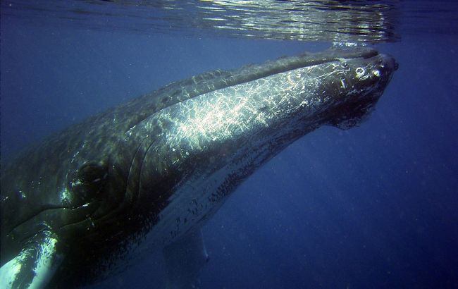 Мужчину проглотил кит, но ему удалось чудом выжить (фото)
