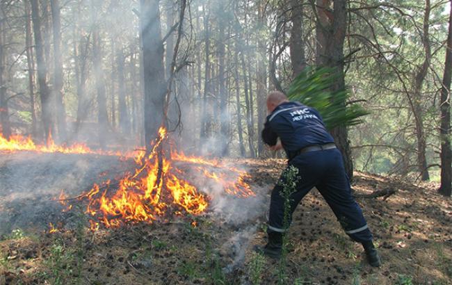 У Київській обл. триває ліквідація пожежі хвойного лісу
