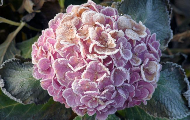 В Україну знову прийдуть заморозки: коли і де буде "мінусова" температура