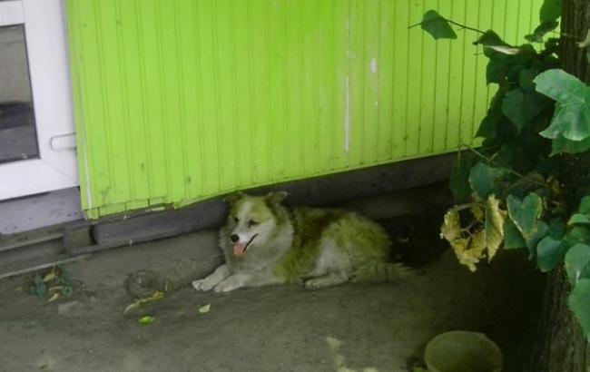 В Черкассах живет уникальная собака - "гаишник"