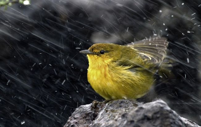 Погода на сегодня: в Украине дожди с грозами, температура до +25