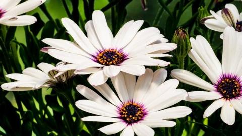 По-літньому тепло: синоптики уточнили прогноз погоди на неділю