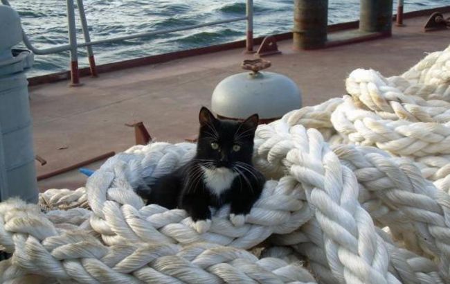 В Эстонии открыли вакансию корабельного кота