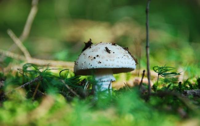 Ученые научились производить электричество из грибов