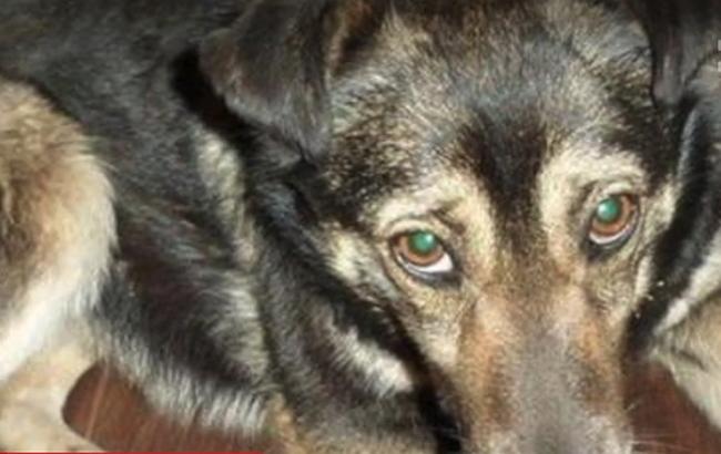 У центрі Дніпра лежать останки собаки, яка померла від небезпечного захворювання