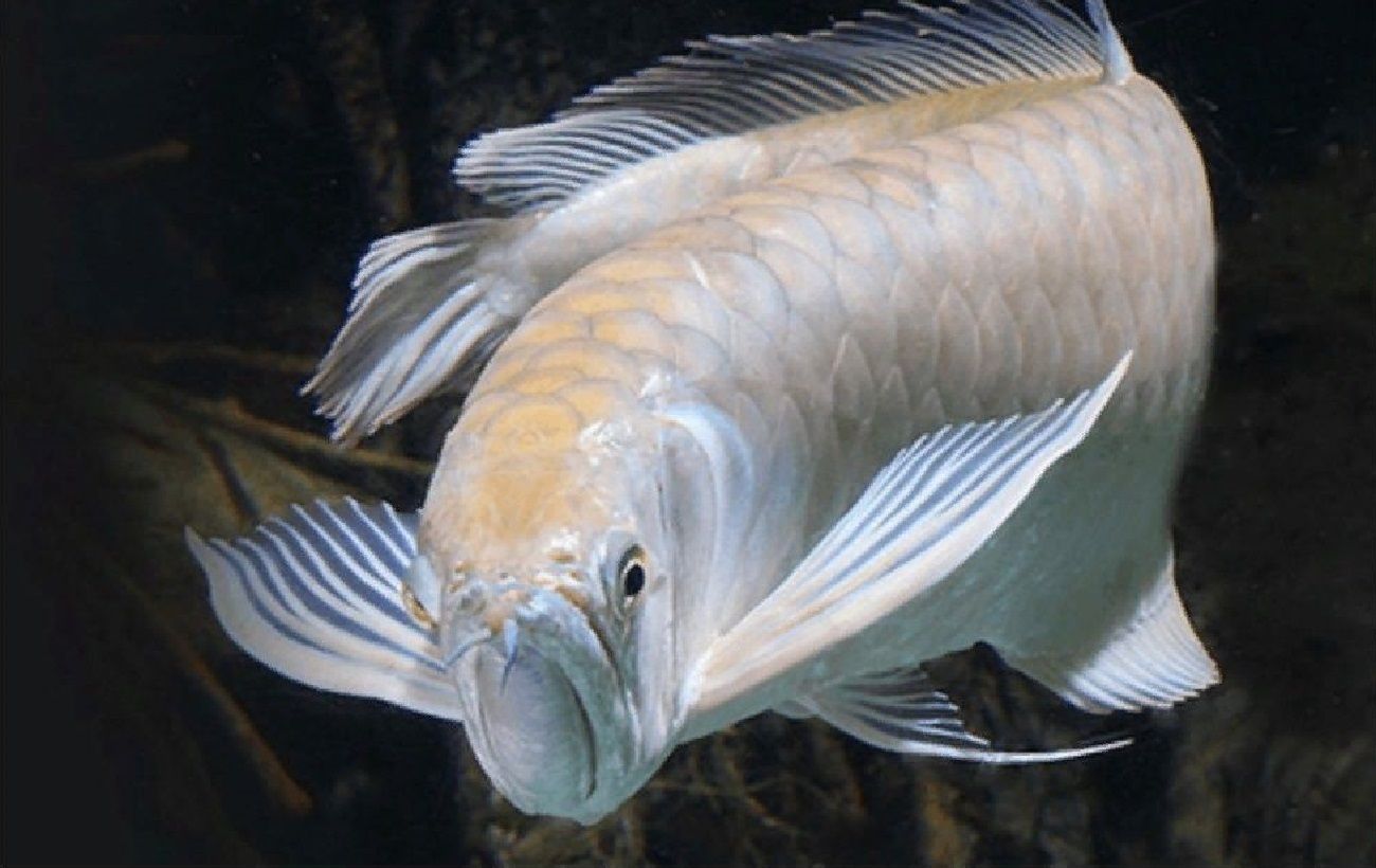 Минога рыба речная. 5 рыб. Аквариумная рыбка арована. Картинка сколько стоит рыбы. Арована икра.