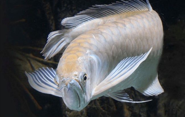 В Одесі діти спіймали рибу-дракона з Амазонки, яка коштує 2 тисячі (фото)