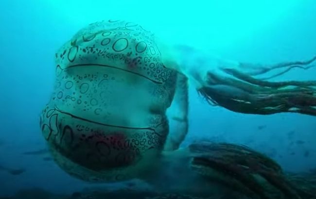 Невероятно красиво! У берегов Папуа-Новая Гвинея впервые сняли на видео новый редкий вид медузы