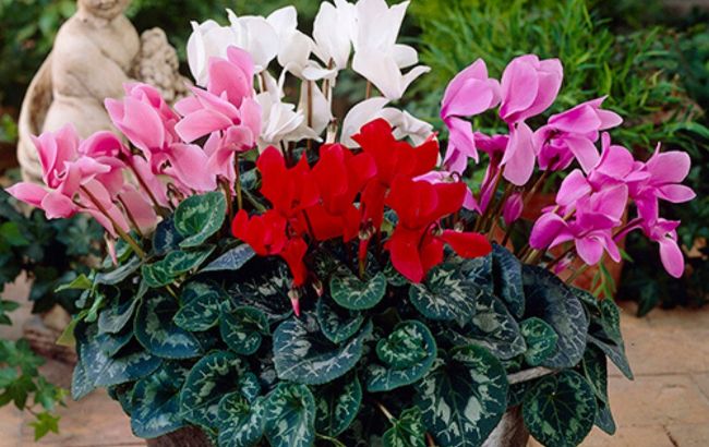 Этот цветок сделает сад ярче зимой: названо растение, которое цветет даже в холод