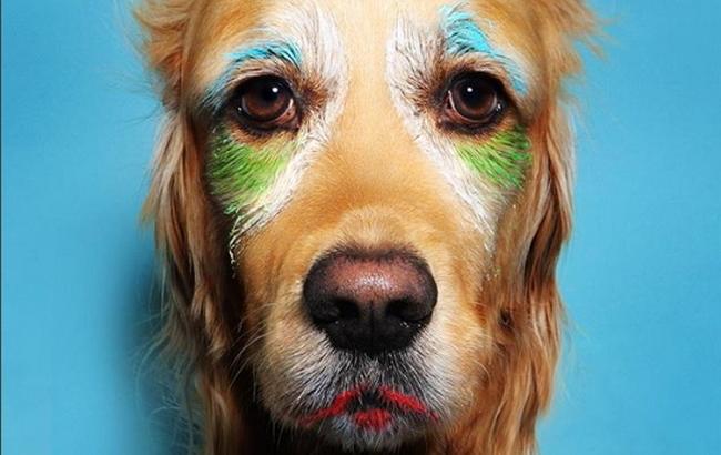 Maxdonna: у мережі з'явився пес-двійник знаменитої співачки