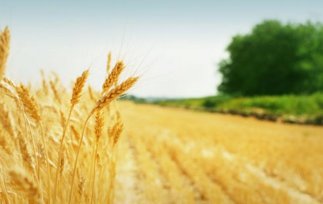 Украина и Израиль будут наращивать сотрудничество в аграрной сфере