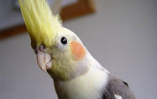 Попугай напел арию из оперы Моцарта