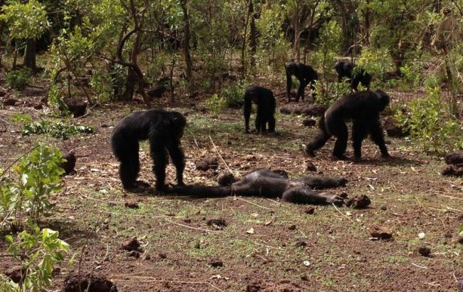 В Африці зграя шимпанзе вбила свого ватажка-тирана