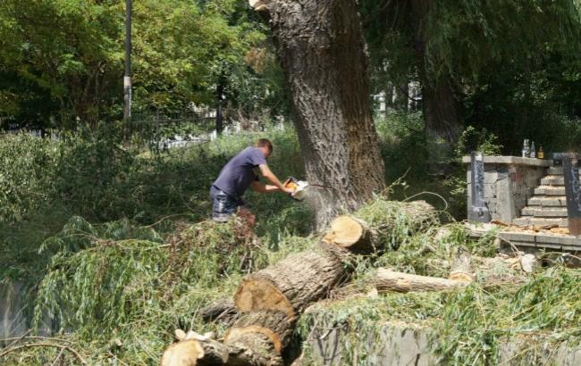 У Ялті окупанти масово вирубують дерева