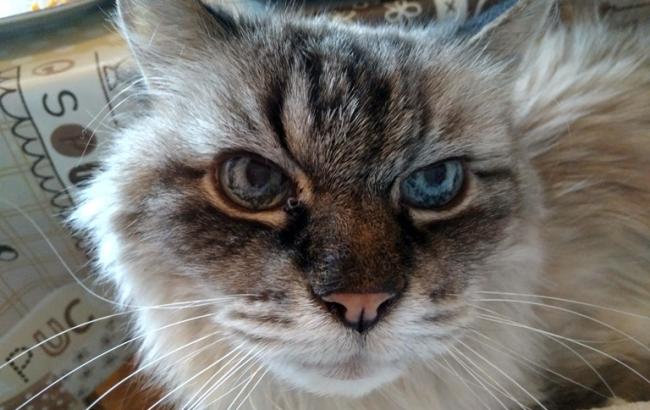 Ричард Дио фон Штольберг: Как живет самый старый в Украине кот из титулованной семьи