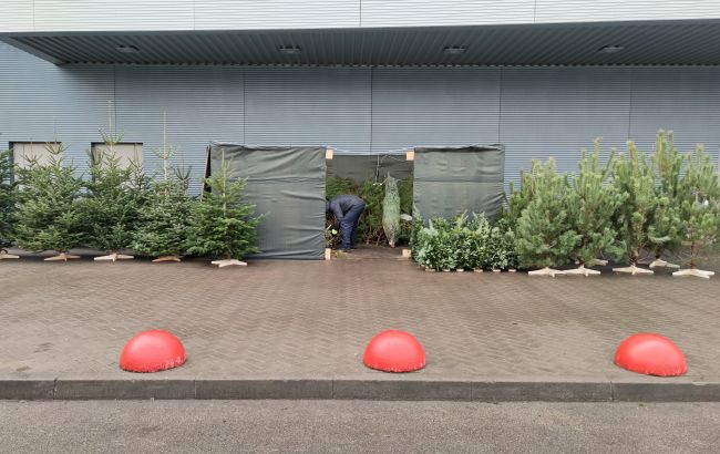 Ярмарки по продаже елок в Киеве заработают с 15 декабря: названы цены и адреса