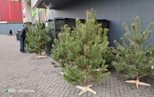 В Киеве будут наказывать за незаконную вырубку елок: размер штрафов