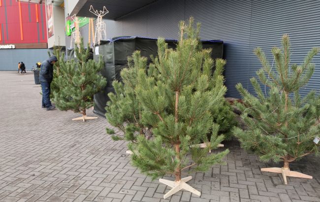 В Украине начали продавать новогодние елки: названы новые цены