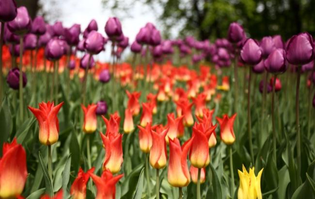 "Квіткова історія десятиліть": у Києві створять ретро-альбом