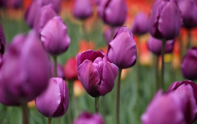 Утопая в цветочных реках: на Певческом поле в Киеве открылась выставка тюльпанов