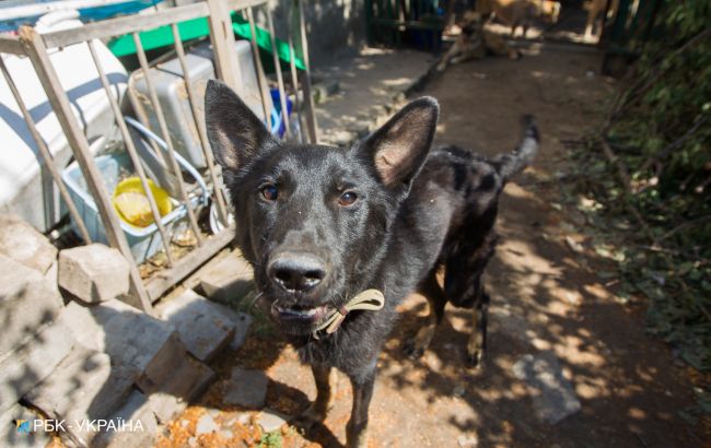 Жорстокість без кордонів: у Дніпрі чоловік викинув з балкона свою собаку