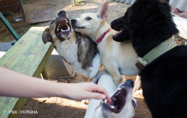 Шукали два роки: мережу розчулило відео зустрічі собаки з господинею в Маріуполі
