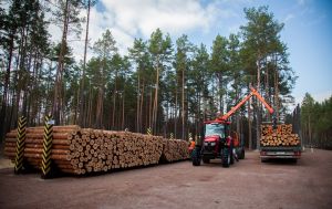 Рекординй показник. "Ліси України" у 2025 році відрахували в держбюджет 15 млрд грн