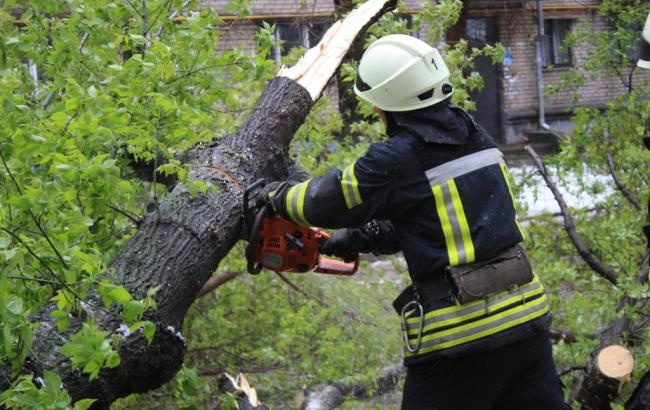 Внаслідок негоди в Україні зафіксовано падіння майже 3 тисяч дерев